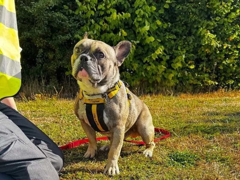 Hugo, male 3yo English Bulldog for adoption at Dogs Trust Salisbury, Newton Tony