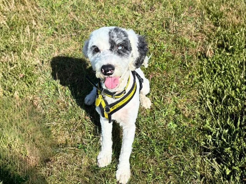 Mitch, male 5yo Poodle for adoption at Dogs Trust Salisbury, Newton Tony