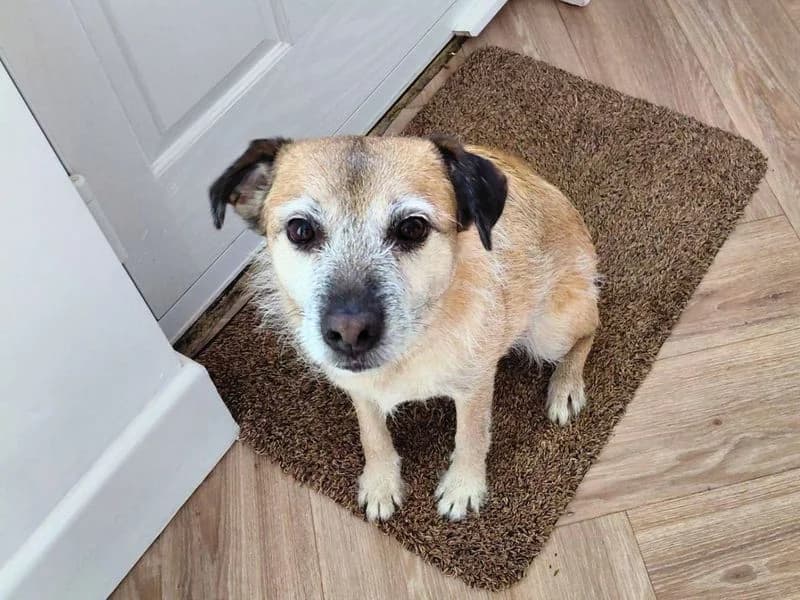 Lola, female 7yo mixed breed for adoption at Dogs Trust Salisbury, Newton Tony
