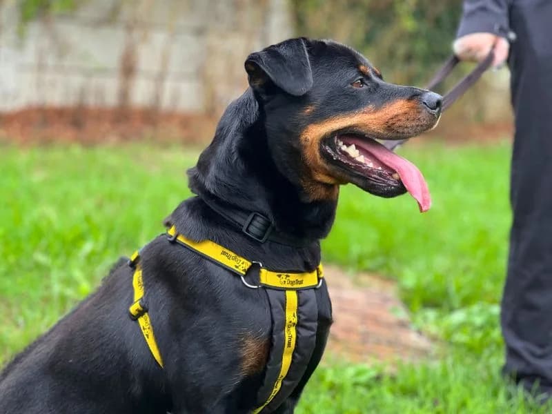 Strudel, male 3yo Rottweiler for adoption at Dogs Trust Salisbury, Newton Tony