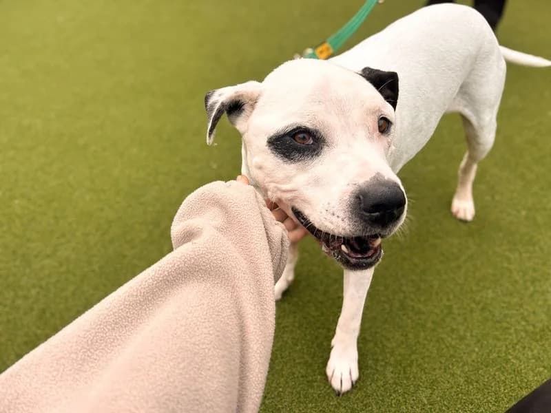 Reggie, male senior Staffordshire Bull Terrier for adoption at Dogs Trust Salisbury, Newton Tony