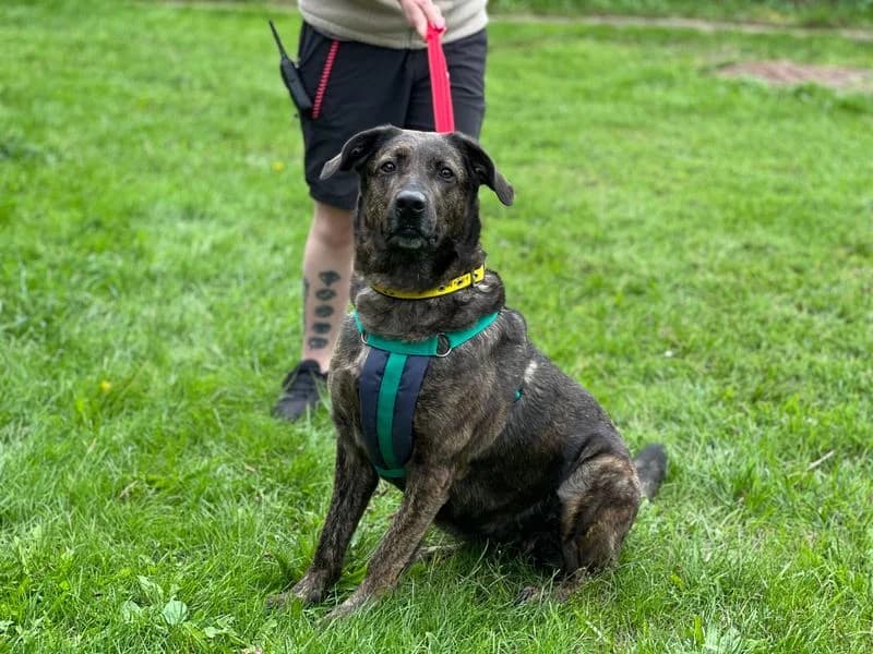 Nyiah, female young Labrador Retriever for adoption at Dogs Trust Salisbury, Newton Tony