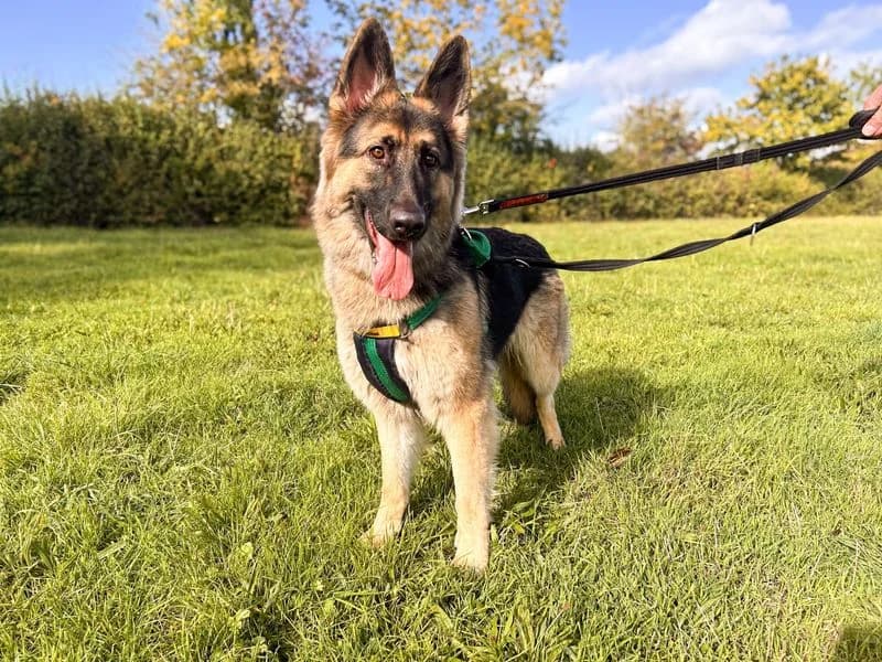 Wren, female young mixed breed for adoption at Dogs Trust Salisbury, Newton Tony