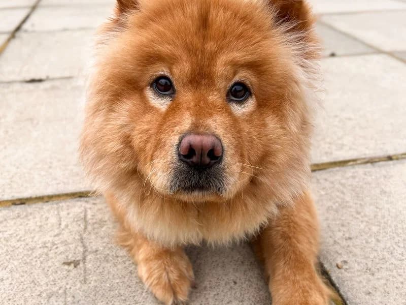 Spud, male 3yo mixed breed for adoption at Dogs Trust Salisbury, Newton Tony