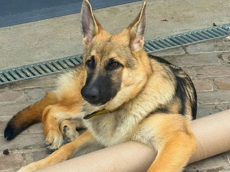 Diesel, male puppy mixed breed for adoption at Dogs Trust Salisbury, Newton Tony
