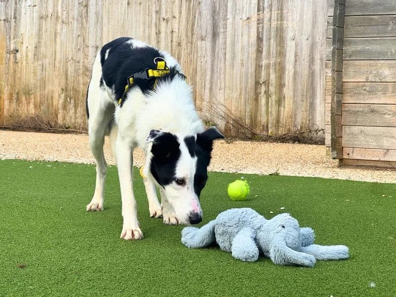 Bryony, female young Border Collie for adoption at Dogs Trust Salisbury, Newton Tony