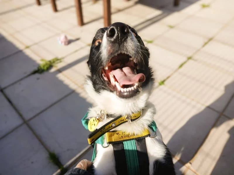 Connie, female young Border Collie for adoption at Dogs Trust Salisbury, Newton Tony
