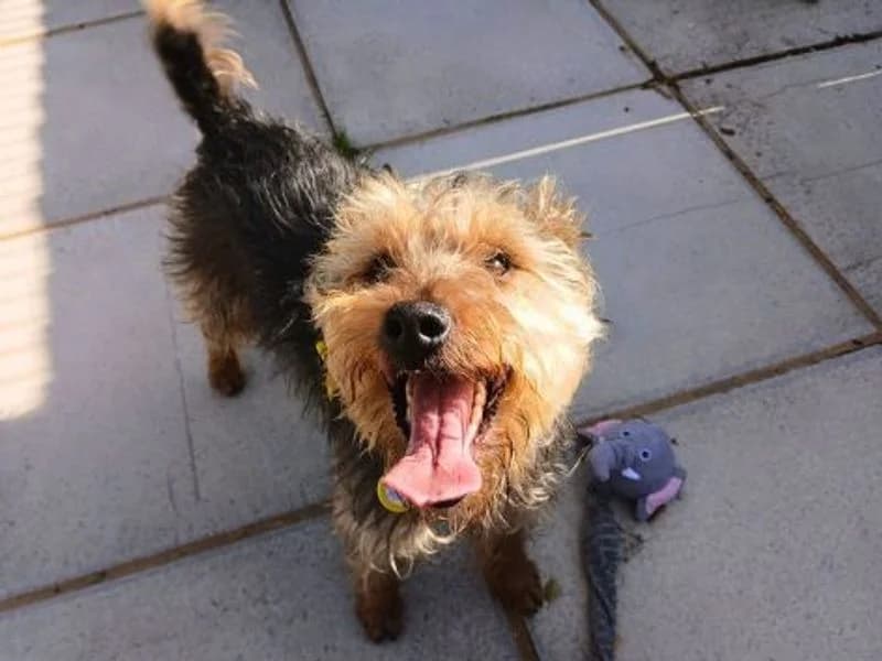 Finlay, male 5yo mixed breed for adoption at Dogs Trust Salisbury, Newton Tony