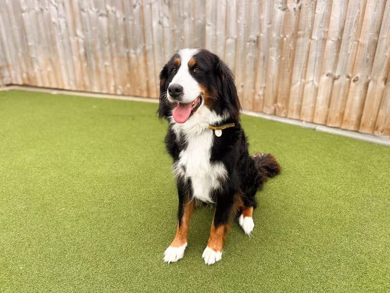 Amelia, female 4yo Bernese Mountain Dog for adoption at Dogs Trust Salisbury, Newton Tony