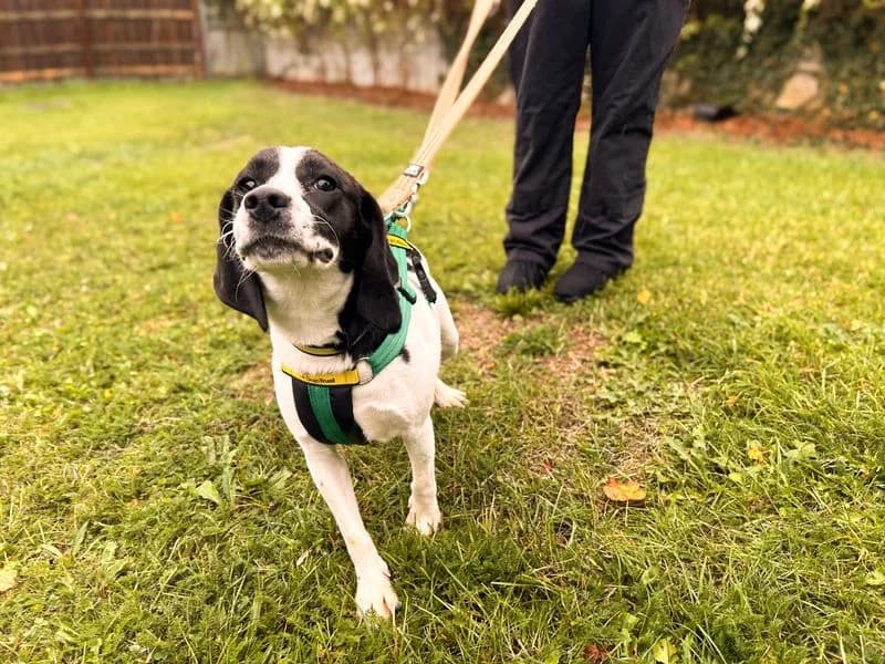 Dora, female young mixed breed for adoption at Dogs Trust Salisbury, Newton Tony