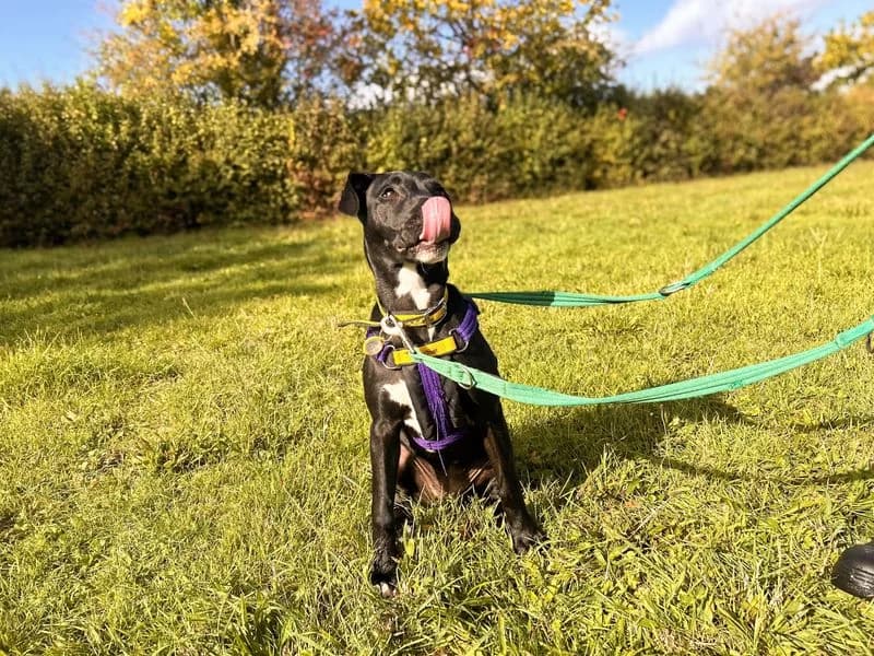Lola, female puppy Staffordshire Bull Terrier for adoption at Dogs Trust Salisbury, Newton Tony