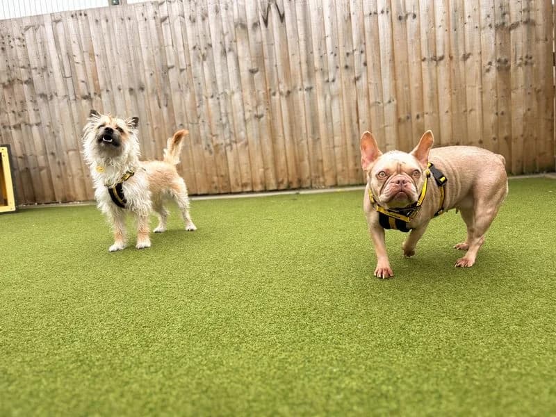 Benji, male 3yo Yorkshire Terrier for adoption at Dogs Trust Salisbury, Newton Tony