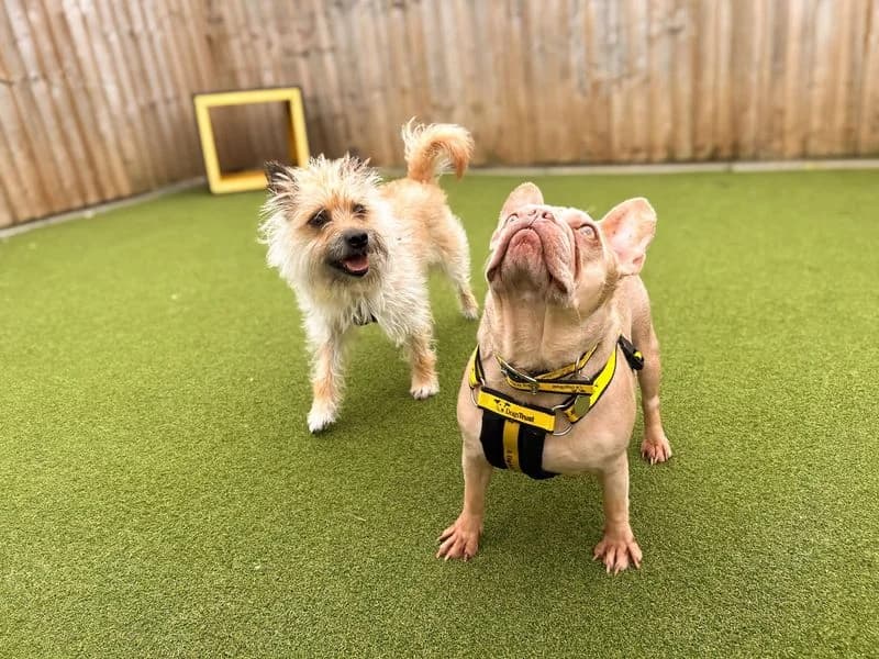 Belle, female 5yo English Bulldog for adoption at Dogs Trust Salisbury, Newton Tony