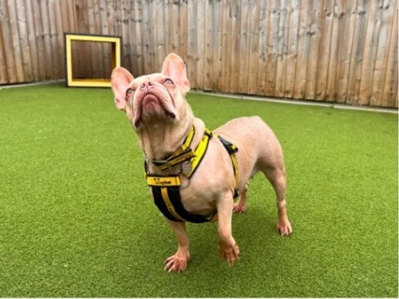Belle & Benji, female 5yo English Bulldog for adoption at Dogs Trust Salisbury, Newton Tony
