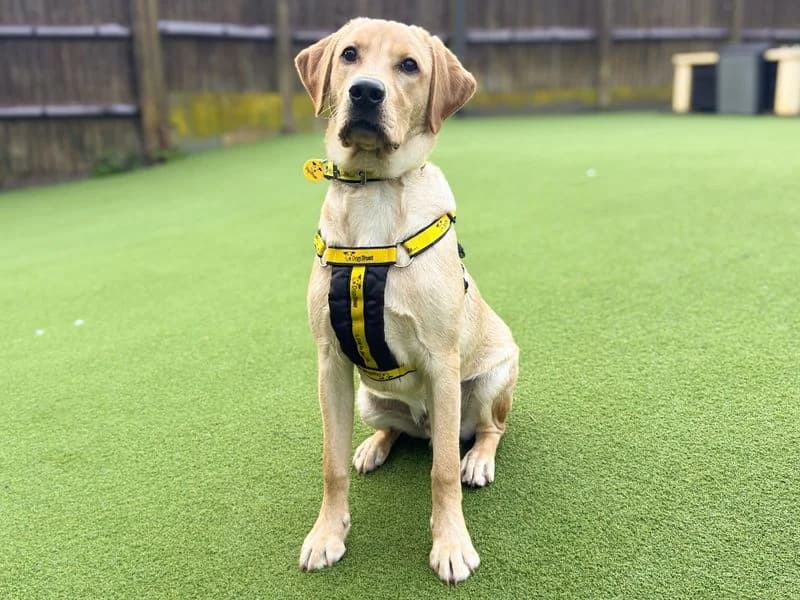 Marley, male puppy Labrador Retriever for adoption at Dogs Trust Salisbury, Newton Tony