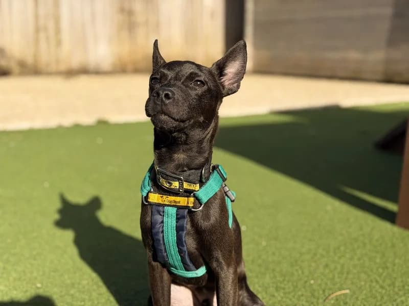 Angus, male puppy Jack Russell Terrier for adoption at Dogs Trust Salisbury, Newton Tony