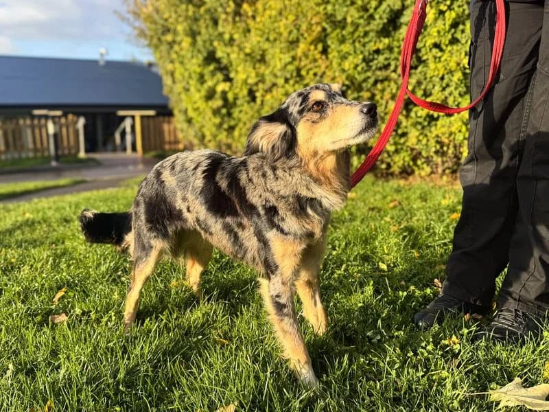 Jazzy, female 4yo Border Collie for adoption at Dogs Trust Salisbury, Newton Tony