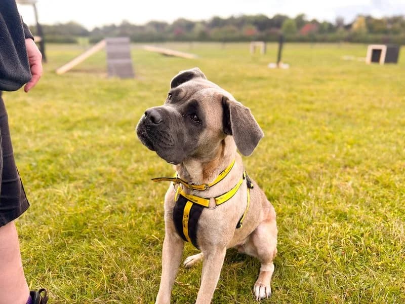 Mouse, female young Mastiff for adoption at Dogs Trust Salisbury, Newton Tony
