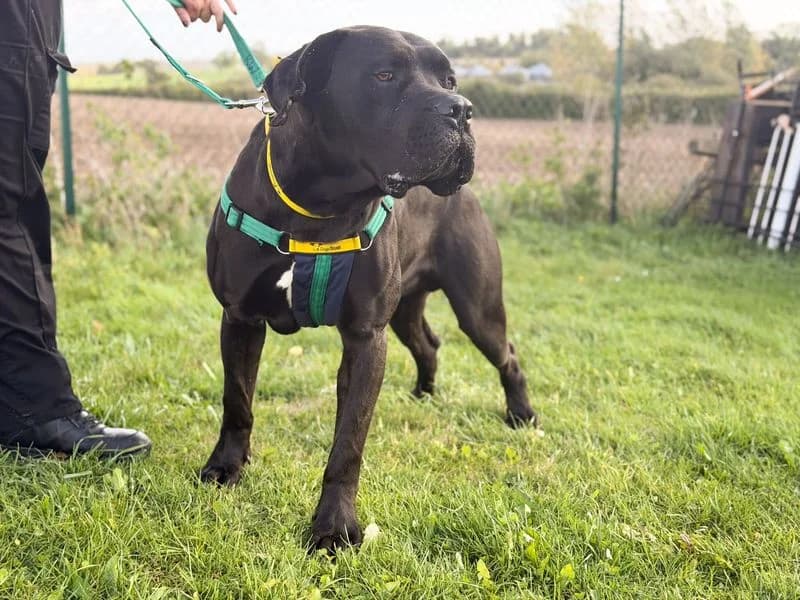 Morgan, male young Cane Corso for adoption at Dogs Trust Salisbury, Newton Tony