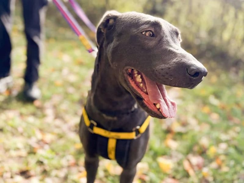 Cali, female young mixed breed for adoption at Dogs Trust Salisbury, Newton Tony