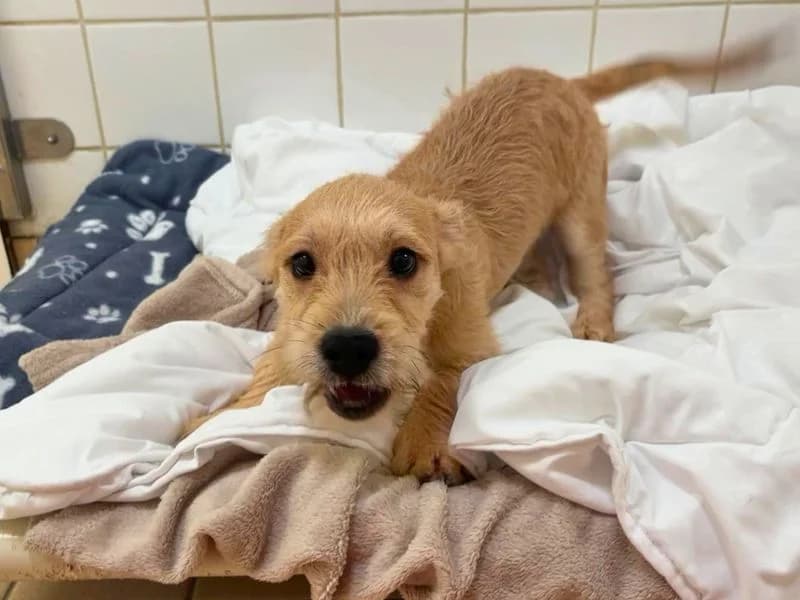Wellie, male puppy Mixed Breed for adoption at Dogs Trust Salisbury, Newton Tony