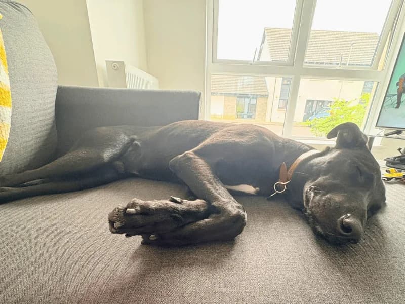 Lenny Longlegs, male puppy Lurcher for adoption at Dogs Trust Dundee, Dundee
