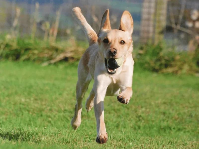 Buddy, male 3yo Labrador Retriever for adoption at Dogs Trust Dundee, Dundee