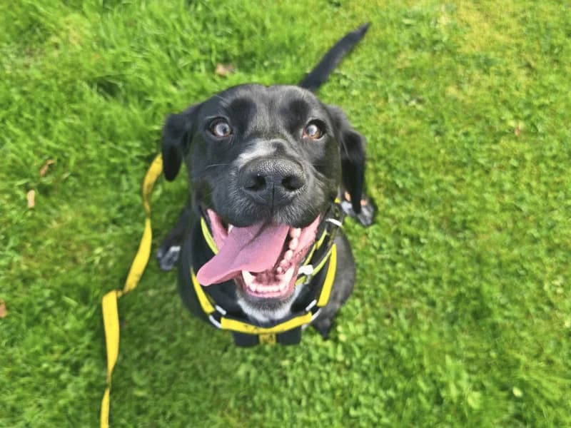 Otis, male 4yo mixed breed for adoption at Dogs Trust Dundee, Dundee
