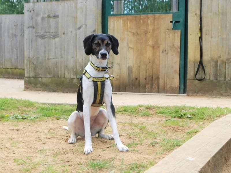 Willow, female 3yo mixed breed for adoption at Dogs Trust Shoreham, Shoreham by Sea