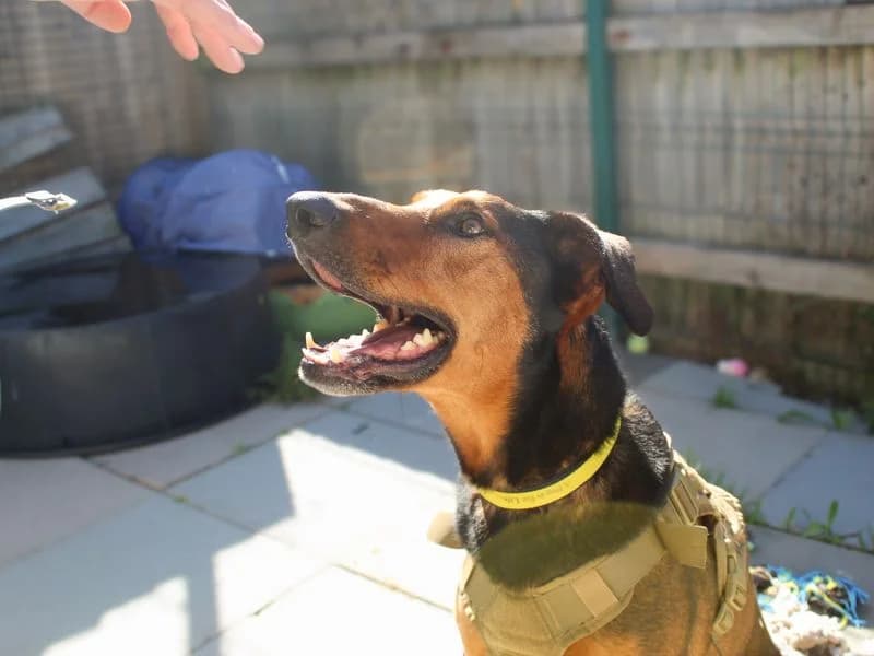 Jax, male 6yo Doberman for adoption at Dogs Trust Shoreham, Shoreham by Sea