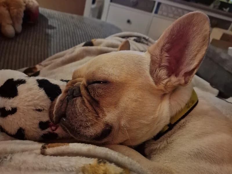 Antoine, male 6yo English Bulldog for adoption at Dogs Trust Shoreham, Shoreham by Sea
