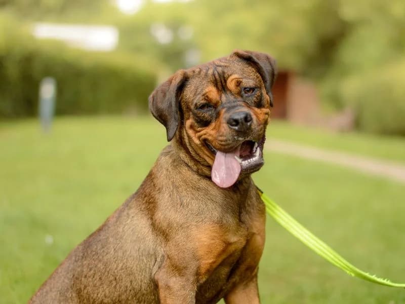 Connie, female young Mixed Breed for adoption at Dogs Trust Shoreham, Shoreham by Sea