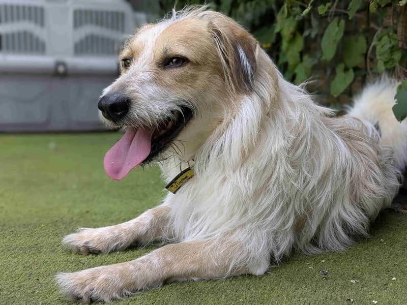 Bertie, male 3yo Mixed Breed for adoption at Dogs Trust Shoreham, Shoreham by Sea