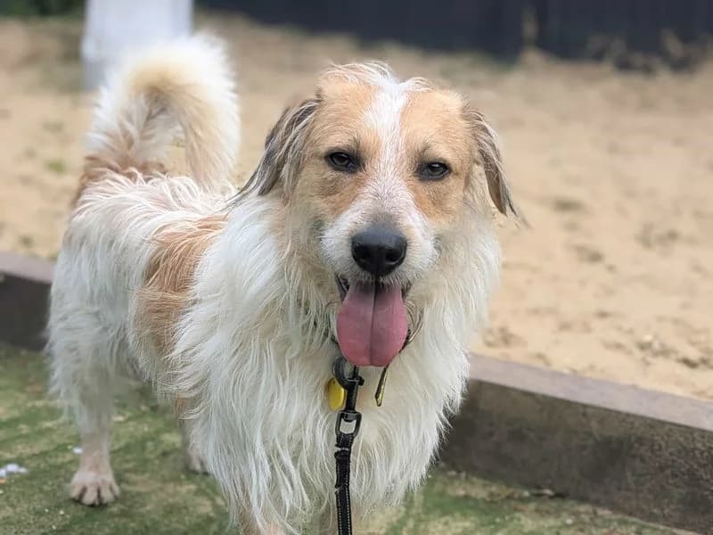 Bertie, male 3yo Mixed Breed for adoption at Dogs Trust Shoreham, Shoreham by Sea
