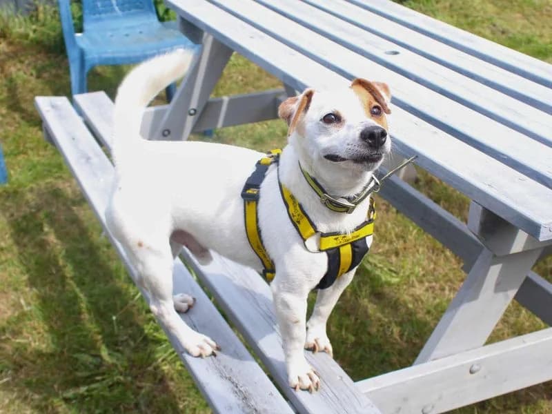 Otto, male 6yo Jack Russell Terrier for adoption at Dogs Trust Shoreham, Shoreham by Sea