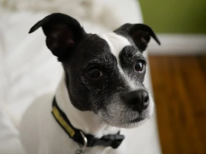 Angel, female 6yo Jack Russell Terrier for adoption at Dogs Trust Shoreham, Shoreham by Sea