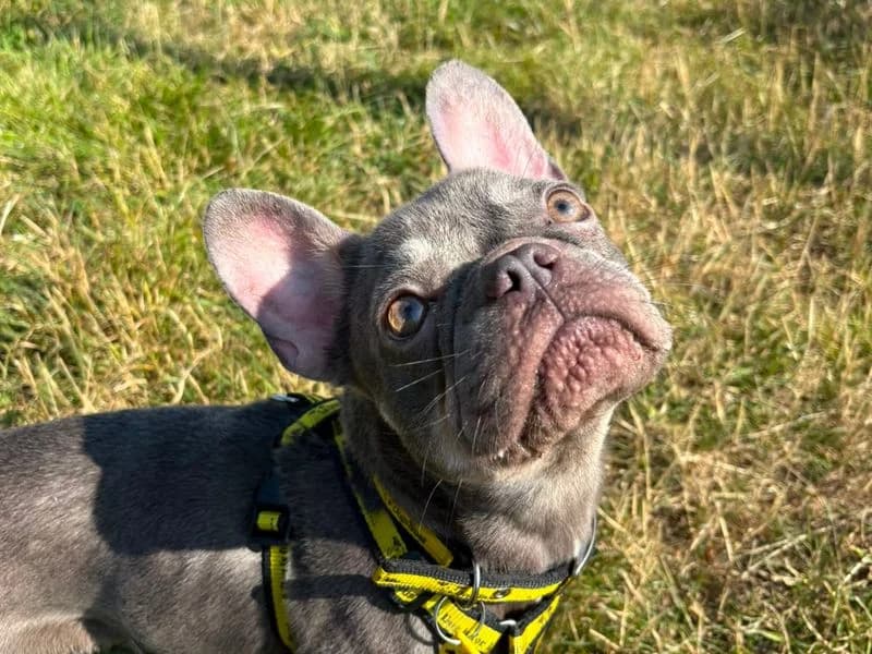 Pretty, female young English Bulldog for adoption at Dogs Trust Shoreham, Shoreham by Sea