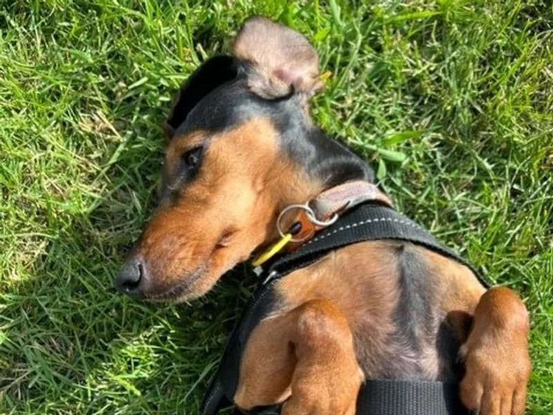 Dolly Daxi, female 5yo mixed breed for adoption at Dogs Trust Shoreham, Shoreham by Sea