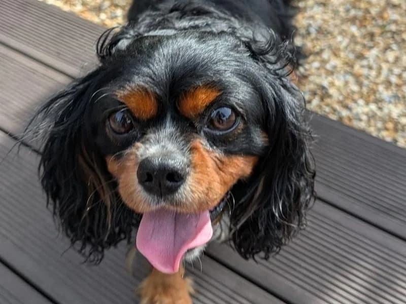 Leo, male senior Cavalier King Charles Spaniel for adoption at Dogs Trust Shoreham, Shoreham by Sea