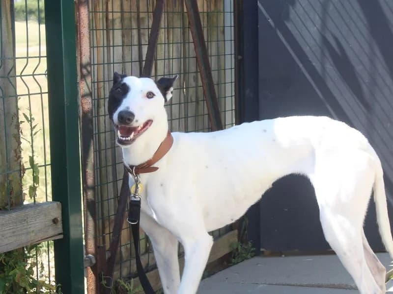 Xandra, female young Lurcher for adoption at Dogs Trust Shoreham, Shoreham by Sea