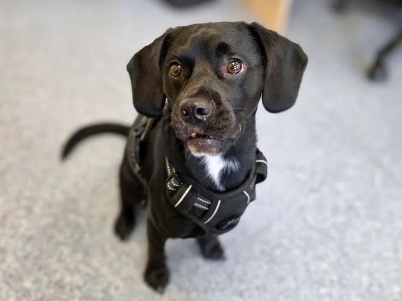 Rio, male young Beagle for adoption at Dogs Trust Shoreham, Shoreham by Sea