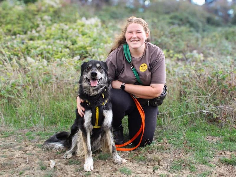 George, male young mixed breed for adoption at Dogs Trust Shoreham, Shoreham by Sea