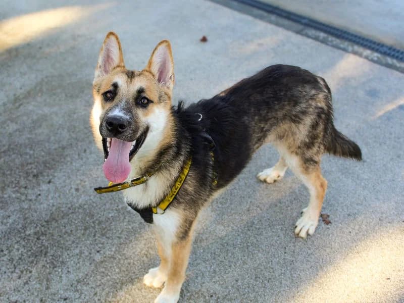 Brodie, male puppy mixed breed for adoption at Dogs Trust Shoreham, Shoreham by Sea