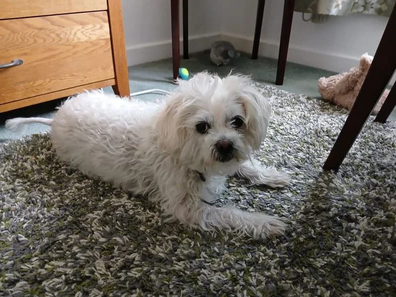 Suzie, female senior mixed breed for adoption at Dogs Trust Shrewsbury, Telford
