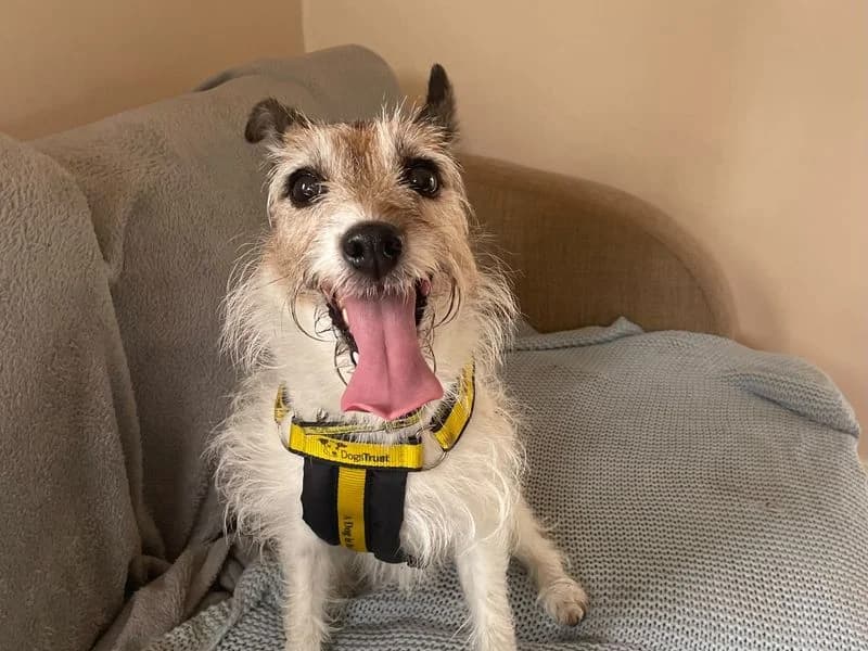 Penny, female senior Jack Russell Terrier for adoption at Dogs Trust Shrewsbury, Telford