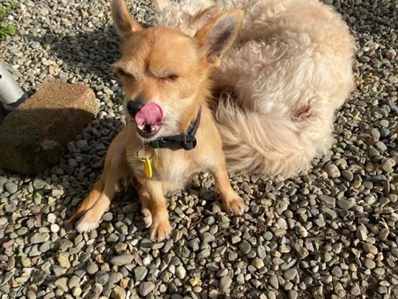 Fig, female 5yo Chihuahua for adoption at Dogs Trust Shrewsbury, Telford