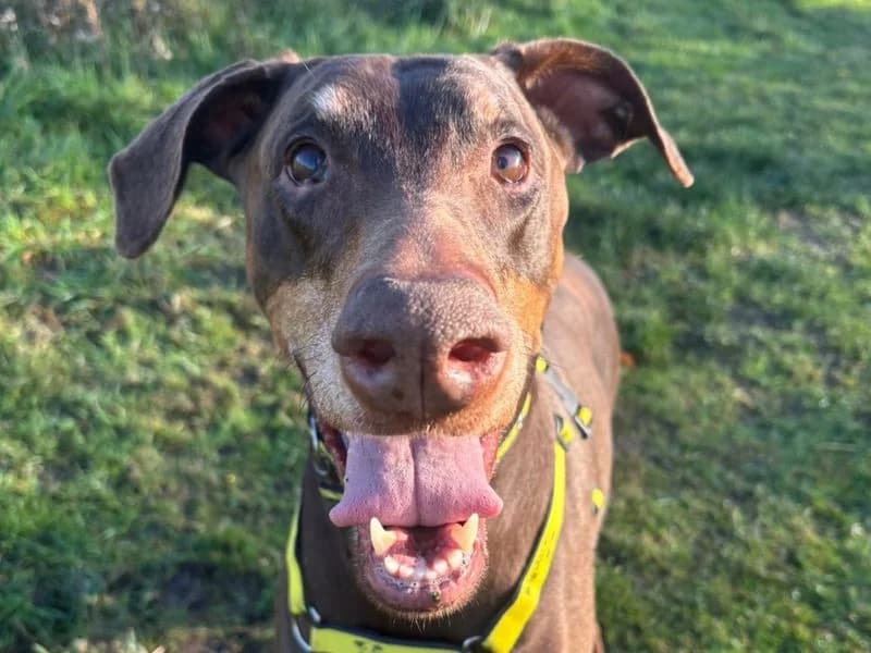 Bella, female senior Doberman for adoption at Dogs Trust Shrewsbury, Telford