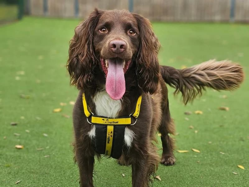 Freddie, male 4yo mixed breed for adoption at Dogs Trust Shrewsbury, Telford