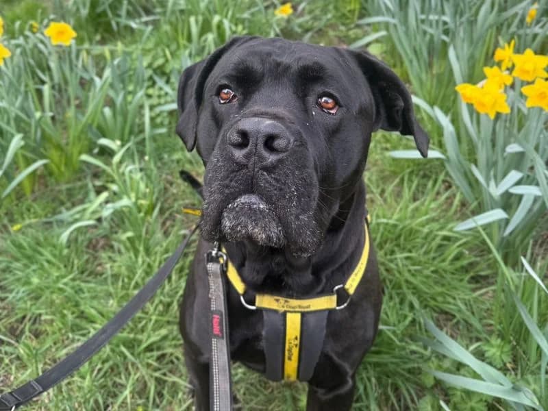 Brian, male 3yo Cane Corso for adoption at Dogs Trust Shrewsbury, Telford