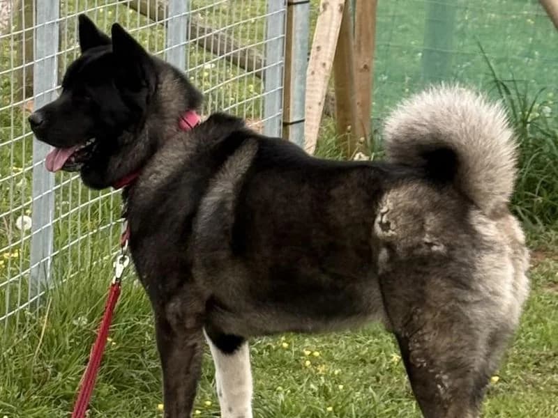 Kenzo, male 3yo Akita for adoption at Dogs Trust Shrewsbury, Telford